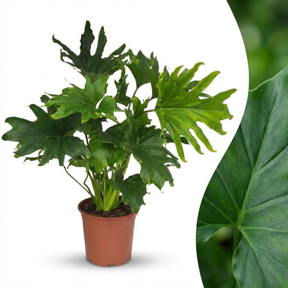 Kamerplant - Philodendron - Philodendron Lickety split - Groen - Weinig onderhoud - 1 Plant - Pot 19cm - Hoogte 70cm