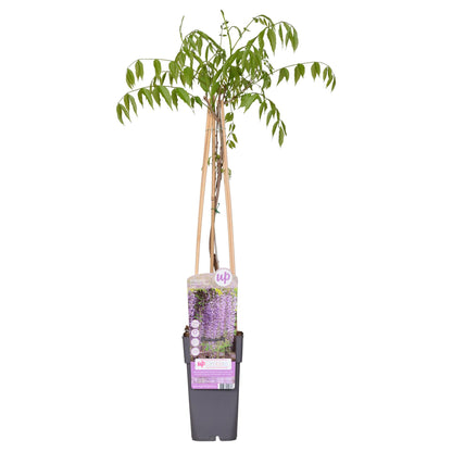 Wisteria floribunda 'Naga Noda' - Paarse regen - Ø15cm - ↕65cm