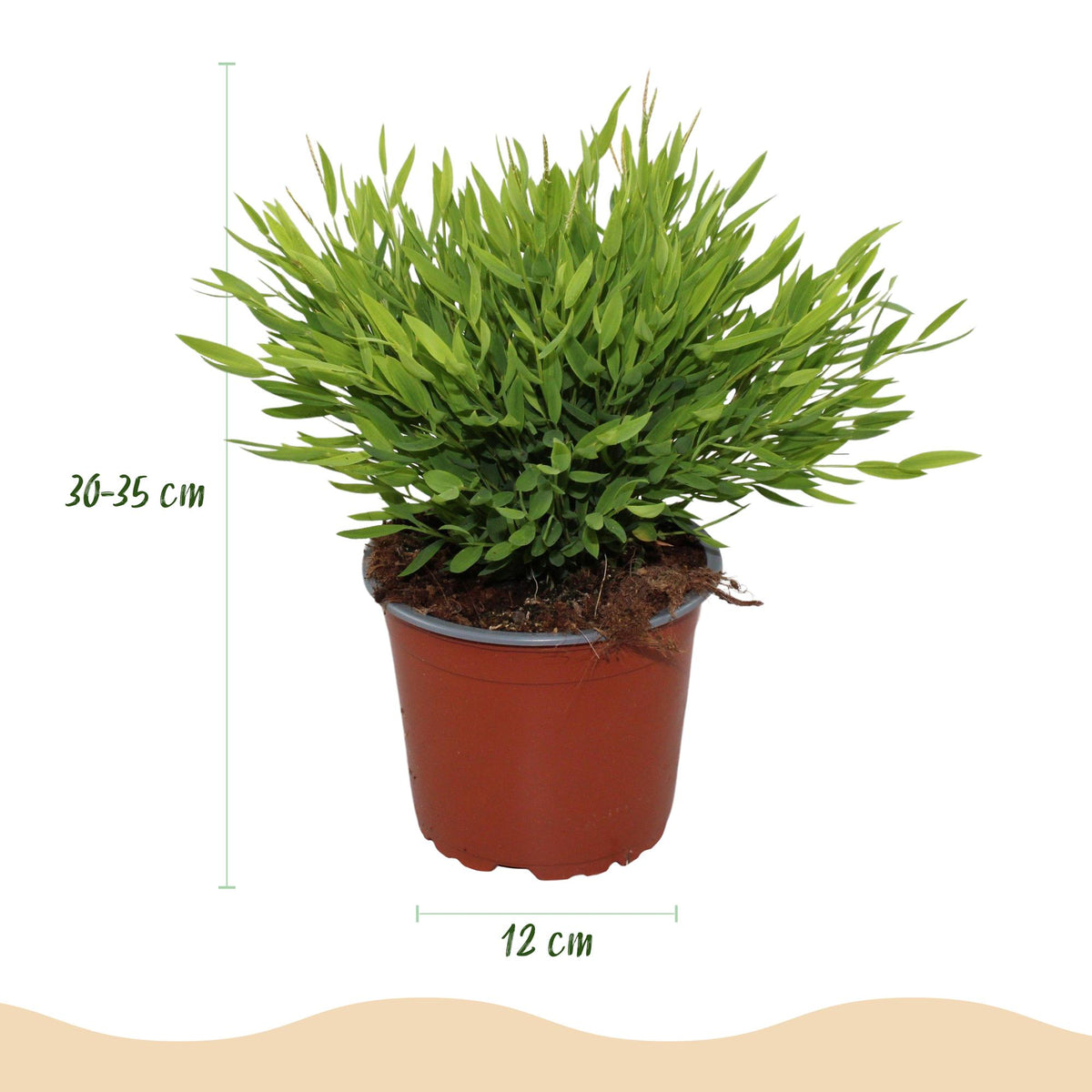 Kamerplant - Bamusa Pogonatherum Monica - Bamboegras - Huisdiervriendelijke Plant - Groen - 2 Planten - met Mand - Pot 12cm - Hoogte 20cm