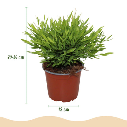 Kamerplant - Bamusa Pogonatherum Monica - Bamboegras - Huisdiervriendelijke Plant - Groen - 2 Planten - met Mand - Pot 12cm - Hoogte 20cm