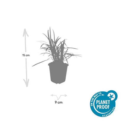 6x Liriope muscari 'Moneymaker' - ↕10-25cm - Ø9cm