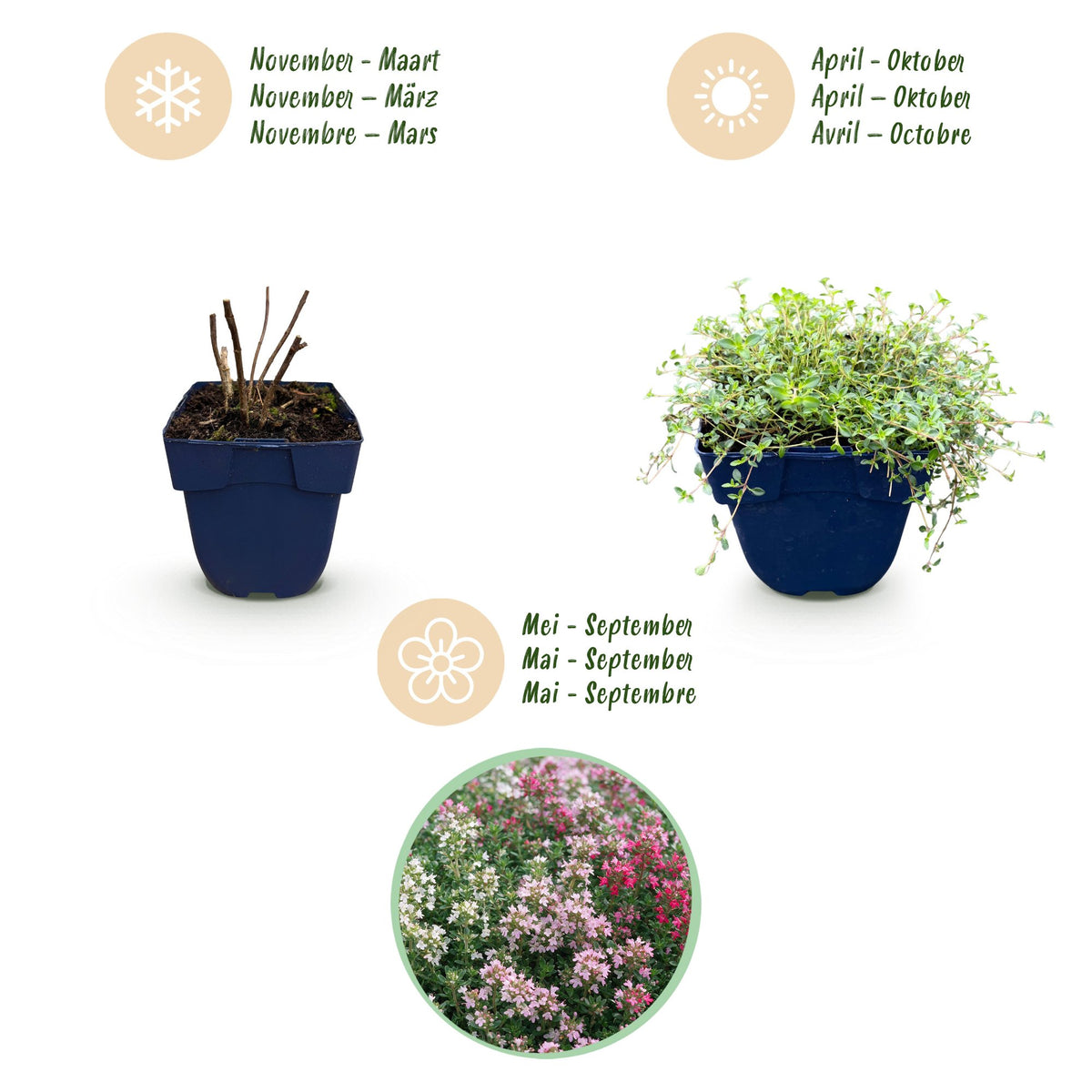 Vasteplant - Thymus Tricolour - Tym - Bodembedenkend - Roze - Rood - Wit - 6 Planten - Pot 11cm - Hoogte 15-25cm