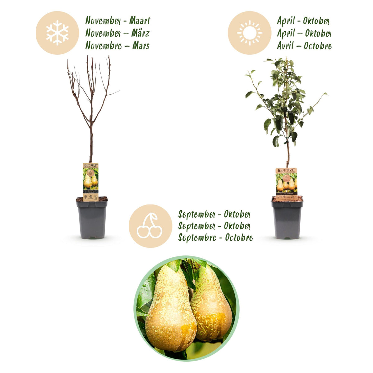 Fruitboom - Pyrus communis Conference - Perenboom - Winterhard - Groene Peer - 1 Plant - Pot 21cm - Hoogte 90cm
