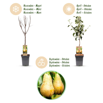 Fruitboom - Pyrus communis Conference - Perenboom - Winterhard - Groene Peer - 1 Plant - Pot 21cm - Hoogte 90cm