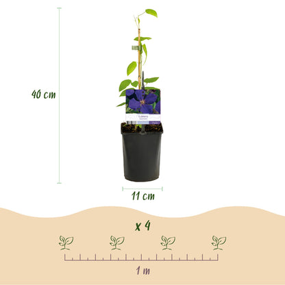 Klimplant - Clematis Rainbow - Bloem Roze Wit Paars Rood - Weinig onderhoud - 4 planten - Pot 11cm Hoogte 40cm
