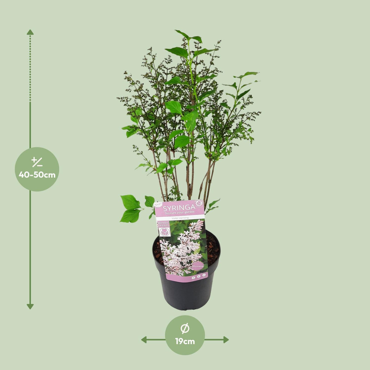 Syringa pat. 'Violet Uprising' - Ø19cm- ↕35cm