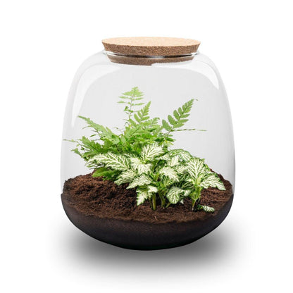 Planten terrarium - Emma Mini - DIY kit - ↑ 20 cm - Ø 19 cm - Fittonia White Tiger