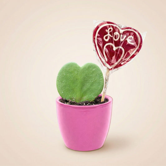 Sweetheart Plant Set - Groene Mini Gift - Pot & Plant Set - Roze