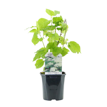 Pluim Hortensia - Hydrangea arborescens Annabelle - Bloem Wit - 1 Plant - Bladverliezend - Grote Bloemen - Pot 17cm Hoogte 50cm