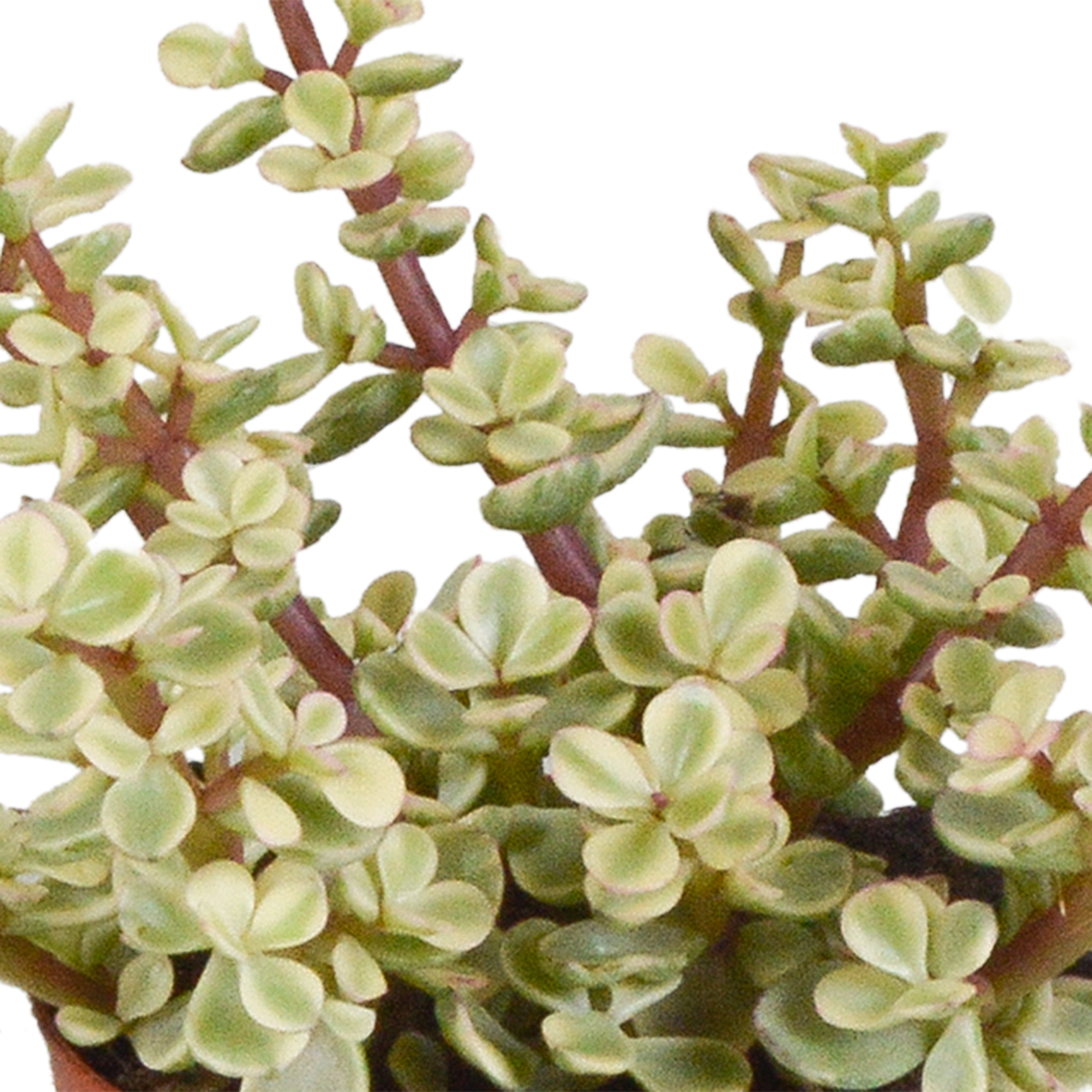 Crassula mix 8.5 cm - 3x - in witte pot