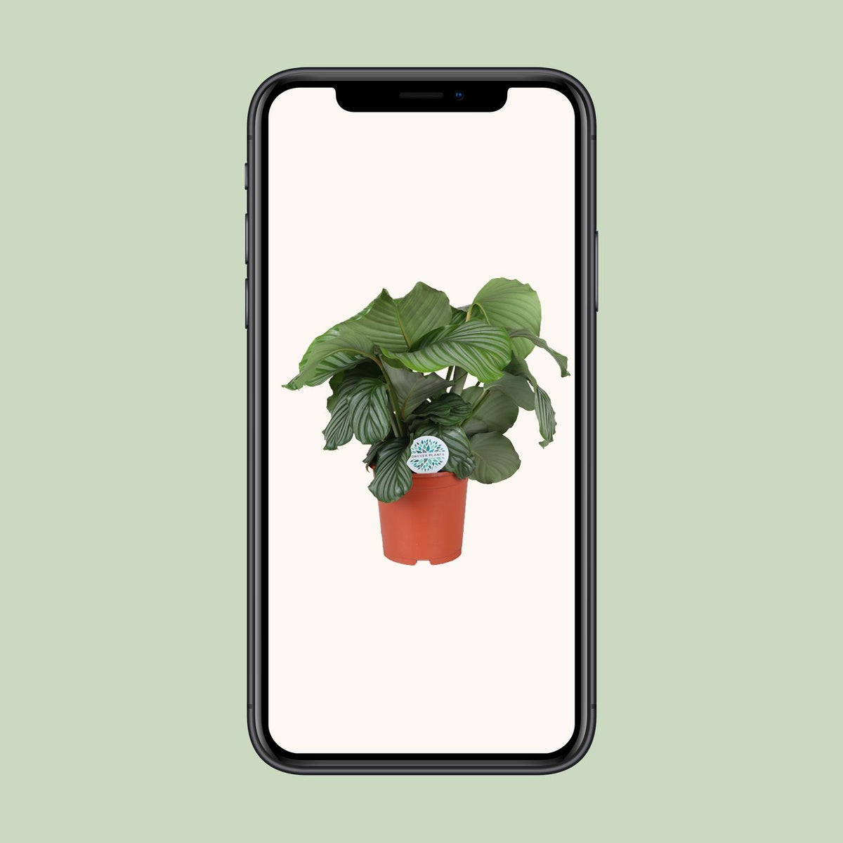 Calathea Orbifolia - Ø21cm - ↕65cm