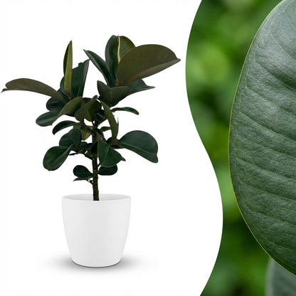 Kamerplant - Rubberplant - Ficus Elastica Cloe - Groen - Weinig onderhoud - 1 Plant - met Potter Wit - Pot 19cm - Hoogte 65cm