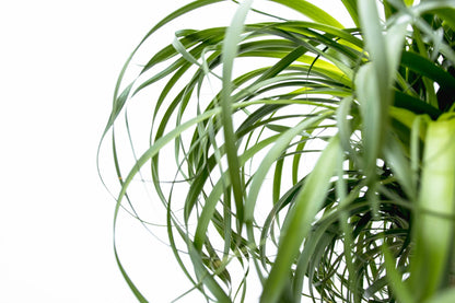 Beaucarnea XXL - 180cm - 180cm
