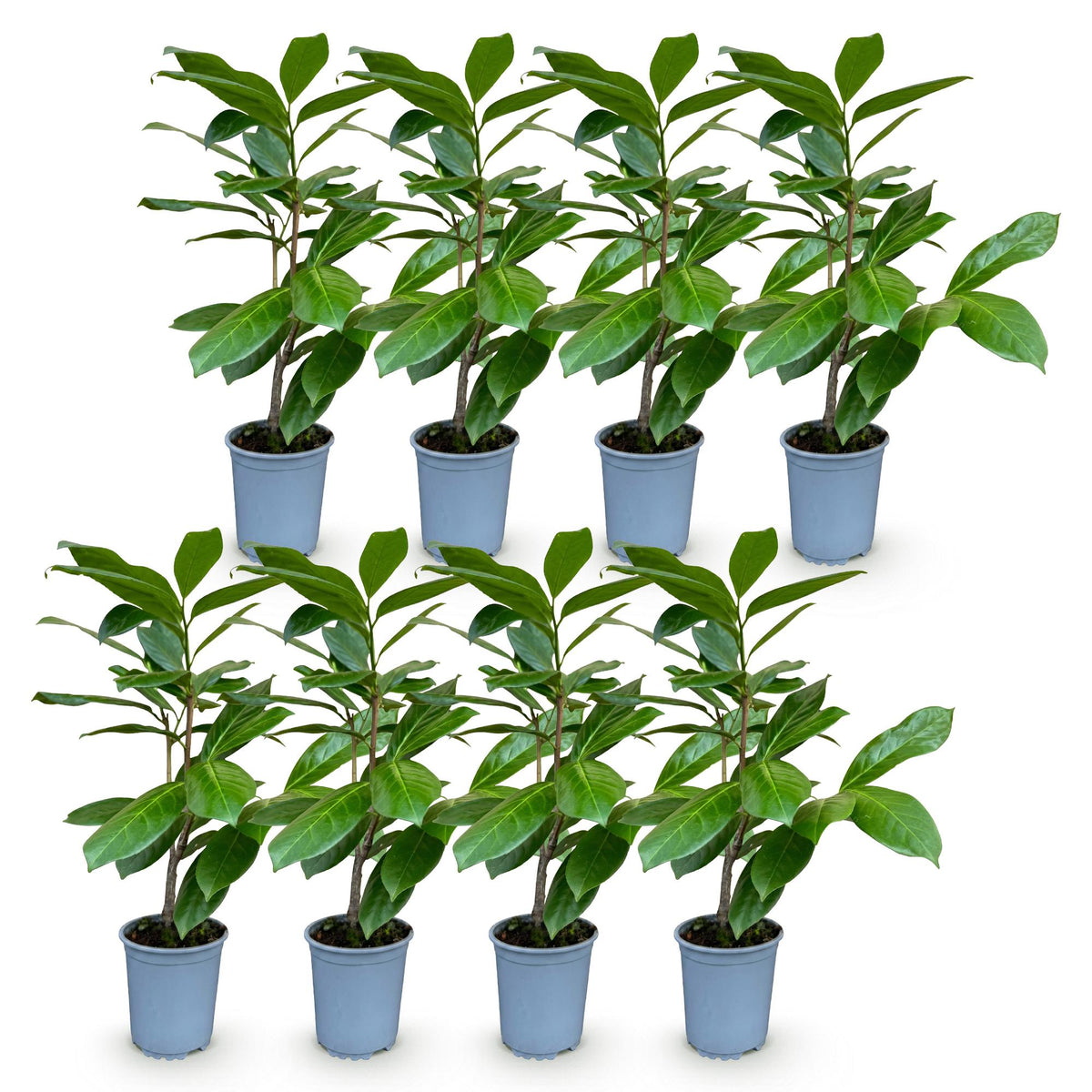 8x Prunus laur. Rotundifolia - Laurierkers - Haagplanten - Groenblijvend - Groen - Pot 9cm - Hoogte 25-35cm