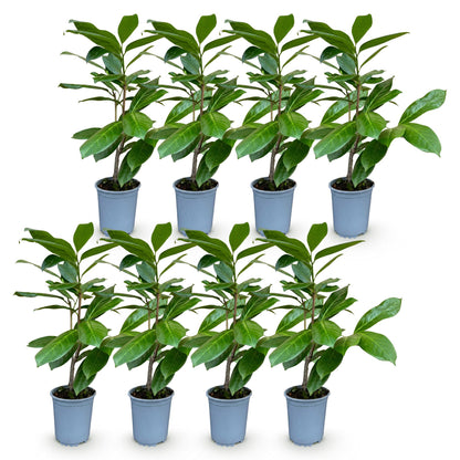 8x Prunus laur. Rotundifolia - Laurierkers - Haagplanten - Groenblijvend - Groen - Pot 9cm - Hoogte 25-35cm