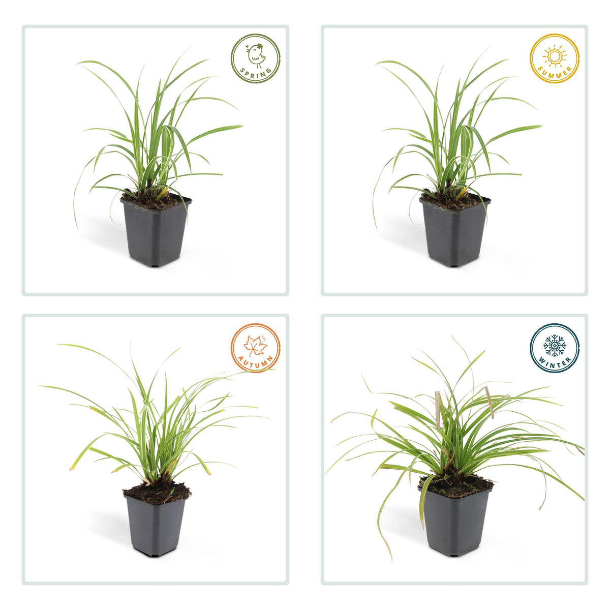 60x Carex morrowii 'Ice Dance' - ↕10-25cm - Ø9cm