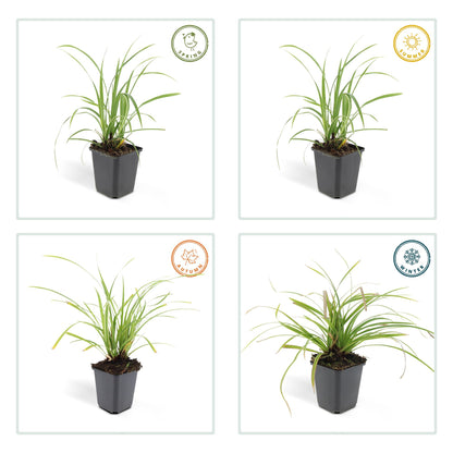 60x Carex morrowii 'Ice Dance' - ↕10-25cm - Ø9cm