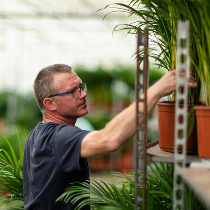 Dracaena - ↨120cm - Ø21cm + Yucca - ↨100cm - Ø21cm