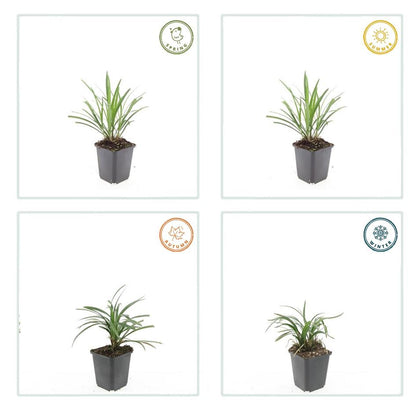 60x Liriope muscari 'Ingwersen' - ↕10-25cm - Ø9cm