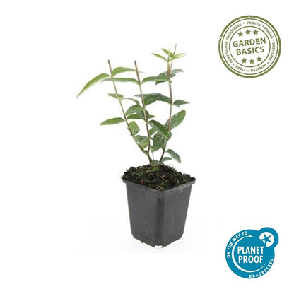 6x Hypericum inodorum - ↕10-25cm - Ø9cm