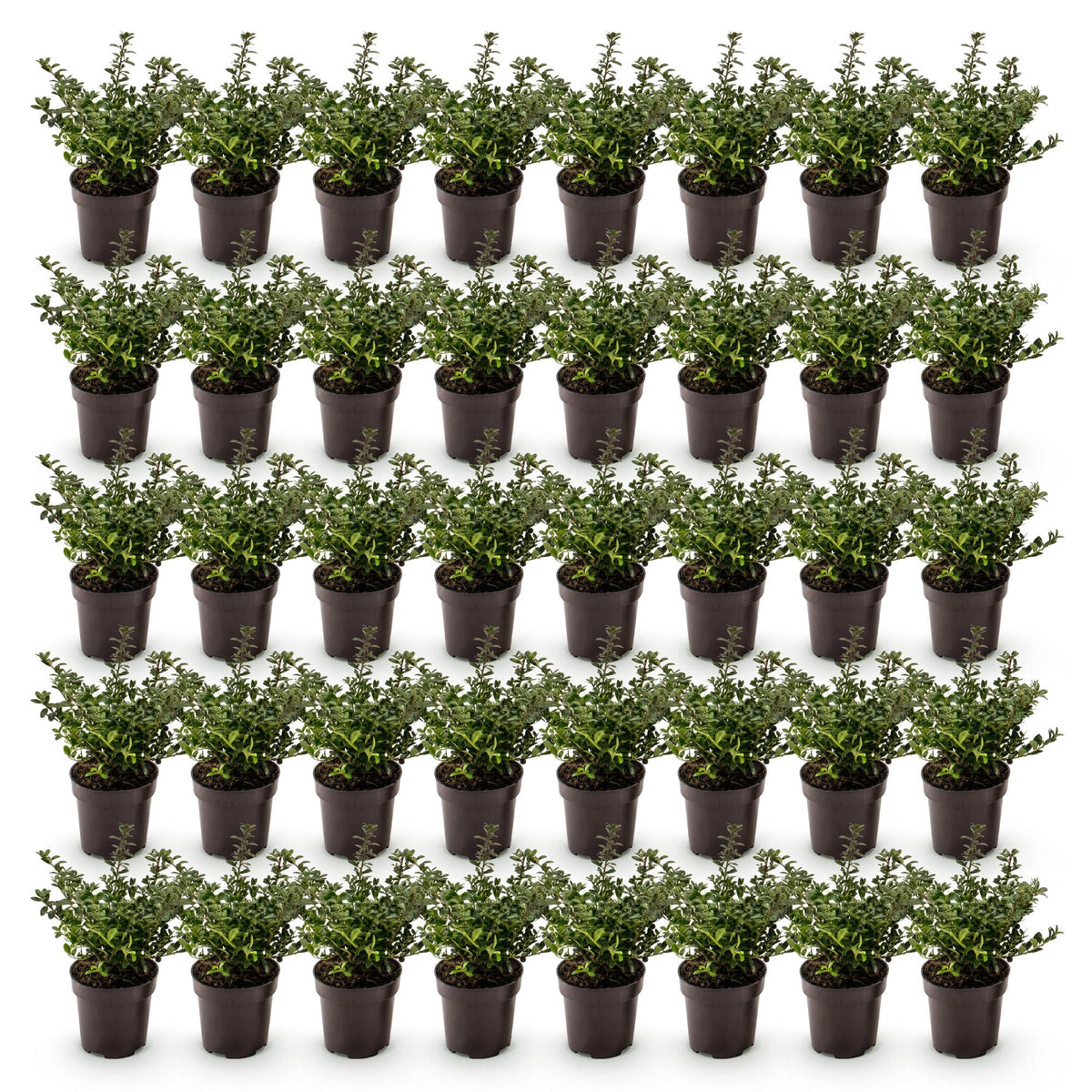 40x Ilex crenata Stokes - Japanse Hulst - Haagplanten - Groenblijvend - Groen - Pot 9cm - Hoogte 20-30cm