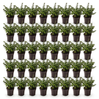 40x Ilex crenata Stokes - Japanse Hulst - Haagplanten - Groenblijvend - Groen - Pot 9cm - Hoogte 20-30cm