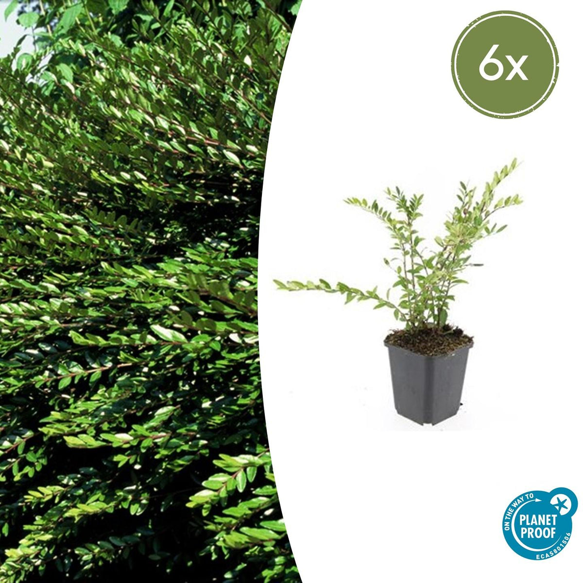 6x Lonicera pileata - ↕10-25cm - Ø9cm