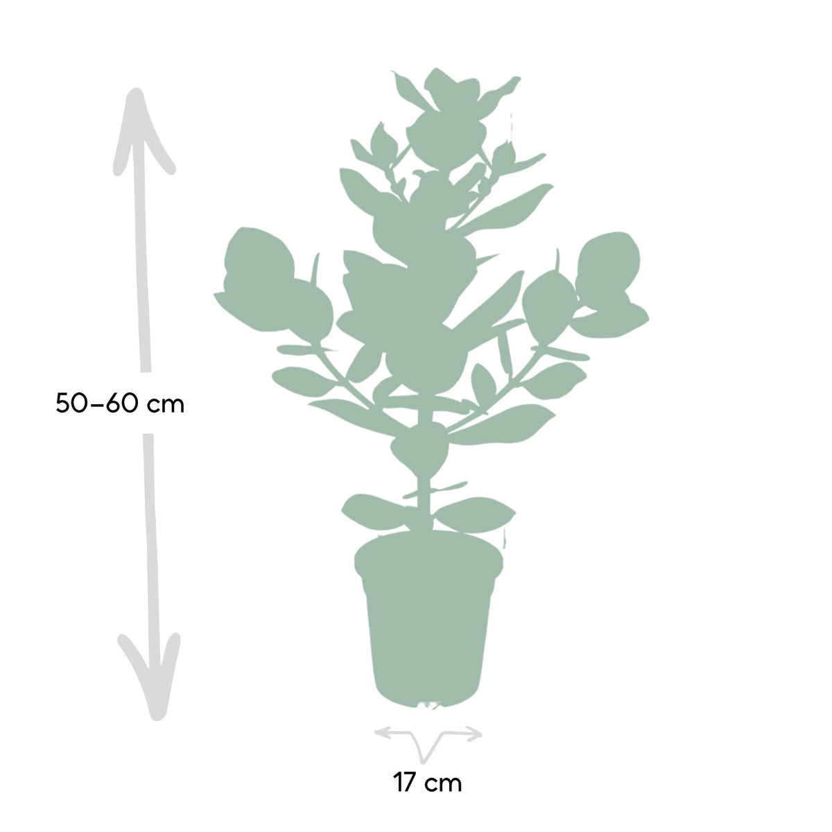 Clusia Rosea Princess - Ø17cm - ↕60cm