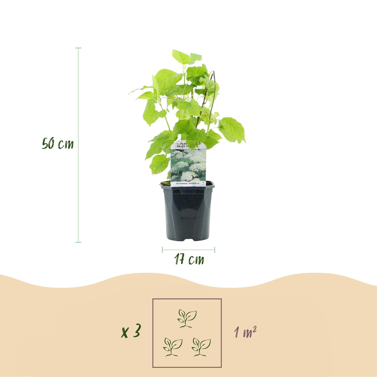Pluim Hortensia - Hydrangea arborescens Annabelle - Bloem Wit - 3 Planten - 1 m2 - Bladverliezend - Grote Bloemen - Pot 17cm Hoogte 50cm