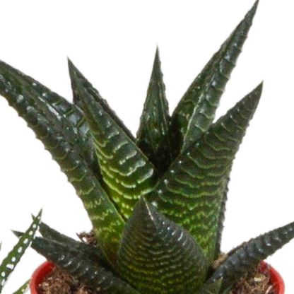 Gasteria/Haworthia mix 5,5cm - 5x - in gekleurde plasticpot