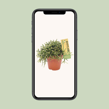 Rhipsalis Burchellii - Ø12 ↕15-20