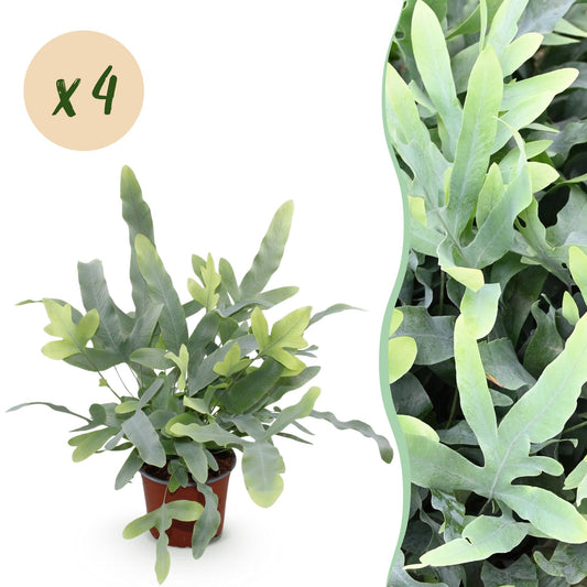 Kamerplant - Phlebodium aureum Blue Star - Blauwe Varen - Huisdiervriendelijk - Blauw - 4 Planten - Pot 12cm - Hoogte 25-30cm