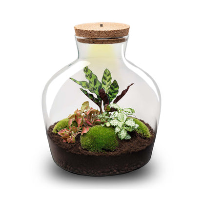 DIY Planten terrarium met licht - Fat Joe Red - Ø 29 cm ↑ 30 cm - Rake + Shovel