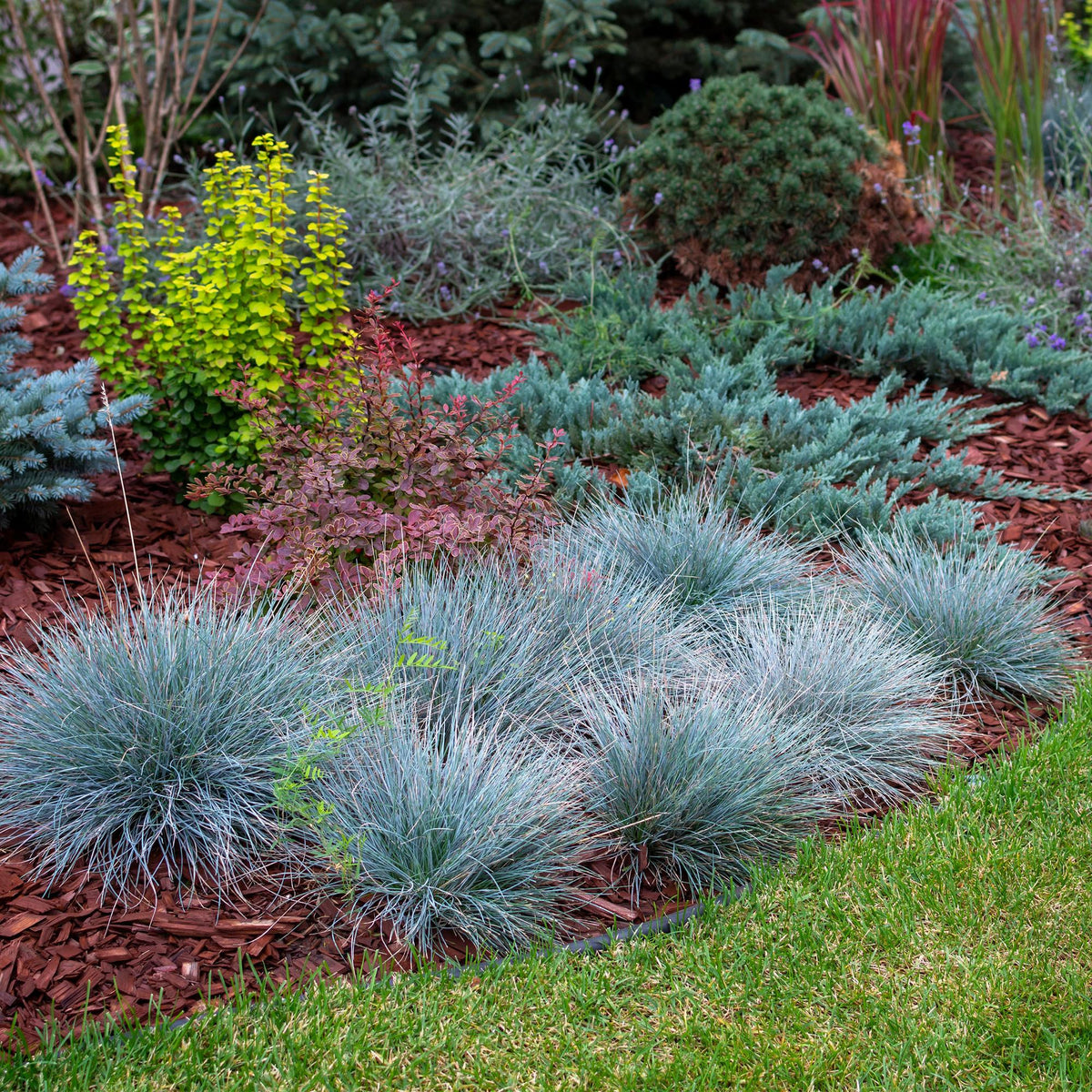 Siergrassen - Festuca glauca Intense Blue  - Blauw - 1 Plant - Groenblijvend - Winterhard - Pot 17cm Hoogte 50cm