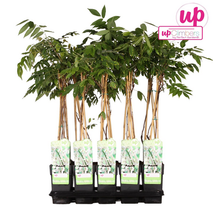 Wisteria floribunda Alba - Witte regen - Ø15cm - ↕65cm
