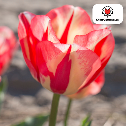 Tulpenbollen Spring Break – 20 Stuks | KH Bloembollen® | Rood-Oranje Tulp – Vurig, Energiek & Opvallend – Voor Tuin of Pot – Maat 11/12 – Vers van de Teler