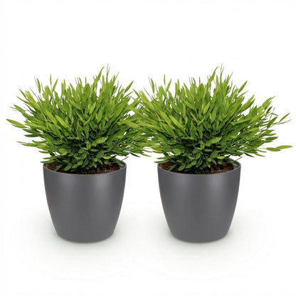 Kamerplant - Bamusa Pogonatherum Monica - Bamboegras - Huisdiervriendelijke Plant - Groen - 2 Planten - met Potter Grijs - Pot 12cm - Hoogte 20cm