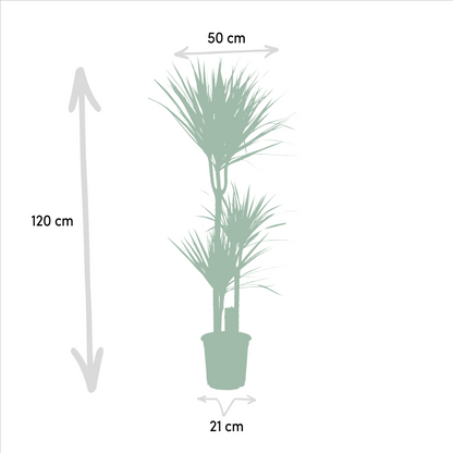Dracaena - ↨120cm - Ø21cm + Yucca - ↨100cm - Ø21cm