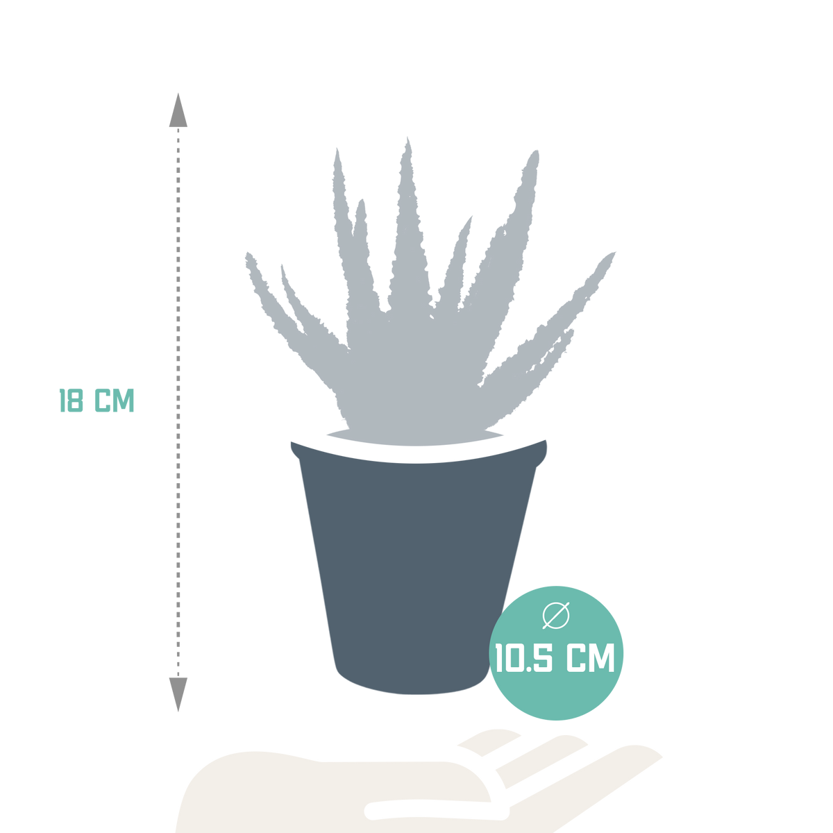 Aloë zebrina Dannyz 10,5cm - zonder pot
