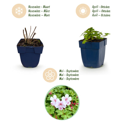 Vasteplant - Geranium macr. Spessart - Ooievaarsbek - Bodembedekkend - Wit-Roze - 6 Planten - Pot 11cm - Hoogte 15-25cm