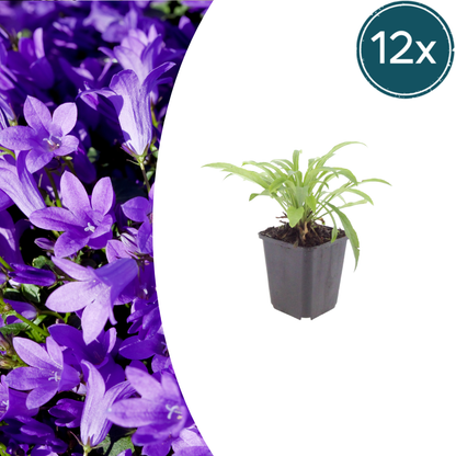 12x Campanula pers. 'Coerulea' - ↕10-25cm - Ø9cm