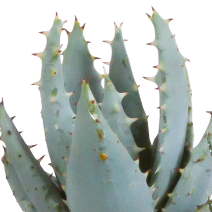Gasteria/Haworthia mix 5,5cm - 5x - in Mexicaanse pot