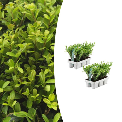 2 x 6 pack Ilex crenata 'Jenny' - Ø7 cm - ↕15 cm