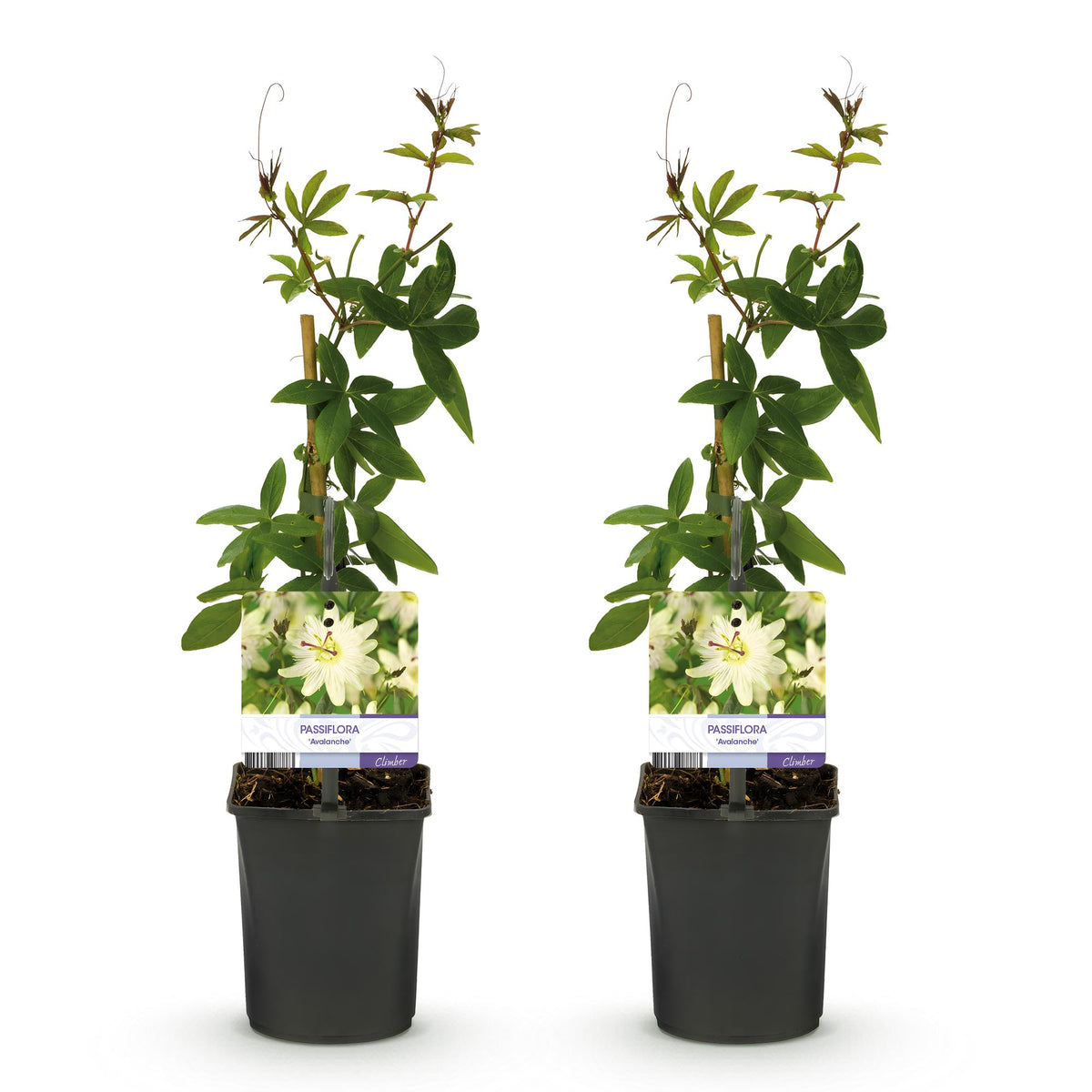 Passiebloem - Passiflora Avalanche  - Bloem  Wit  - Weinig onderhoud - 2 planten - Pot 11cm Hoogte 40cm