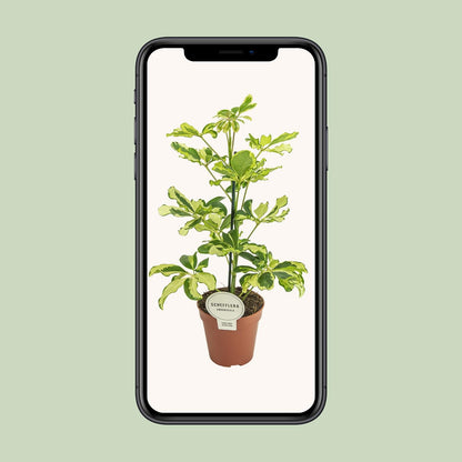 Schefflera Charlotte - Ø13cm - ↕45cm