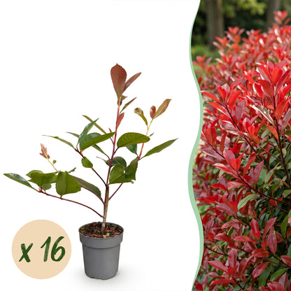 16x Photinia fraseri Red Robin - Glansmispel - Haagplanten - Groenblijvend - Rood - Pot 9cm - Hoogte 25-35cm
