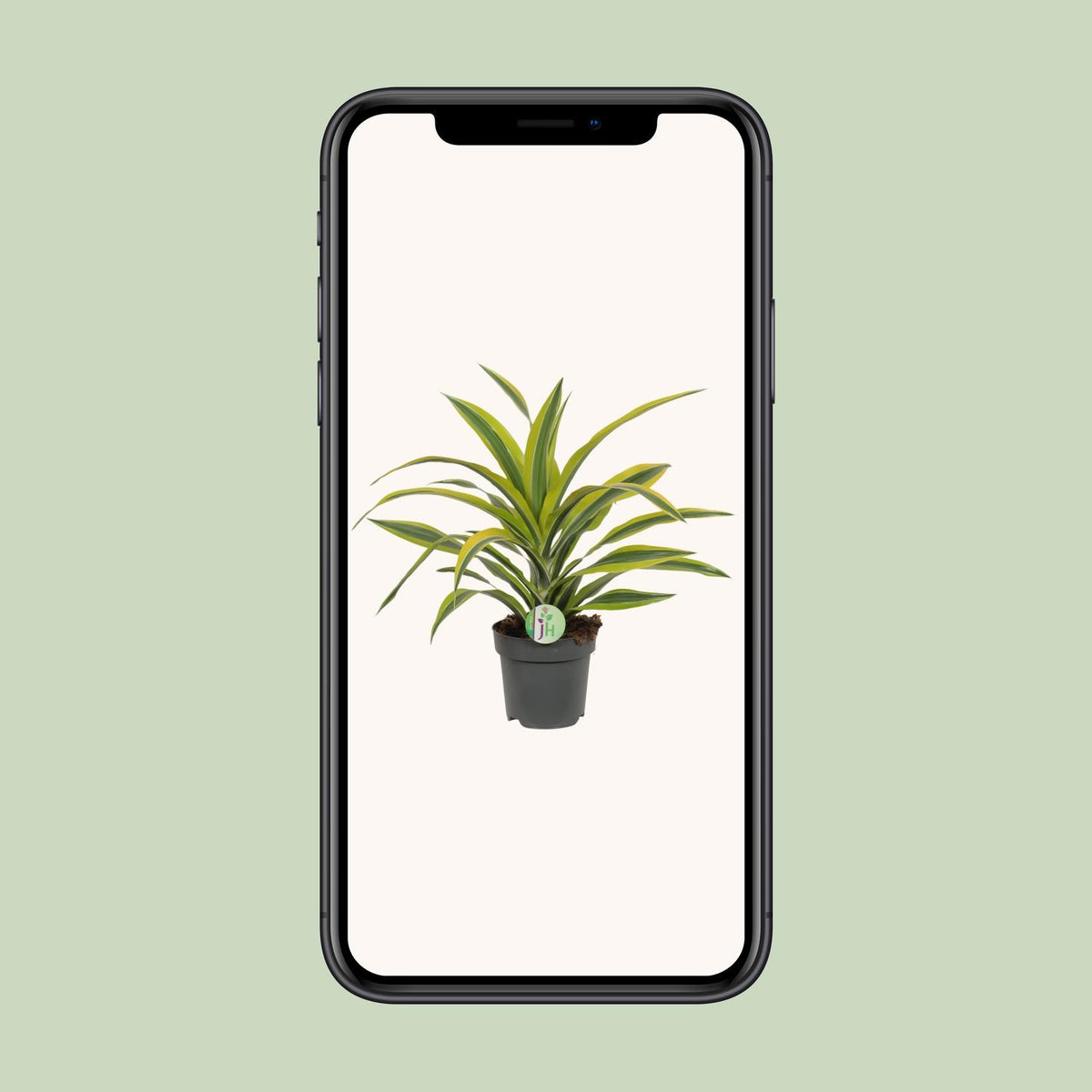 Dracaena Fragrans Lemon Lime - Ø17cm - ↕40cm