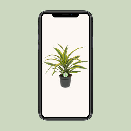 Dracaena Fragrans Lemon Lime - Ø17cm - ↕40cm