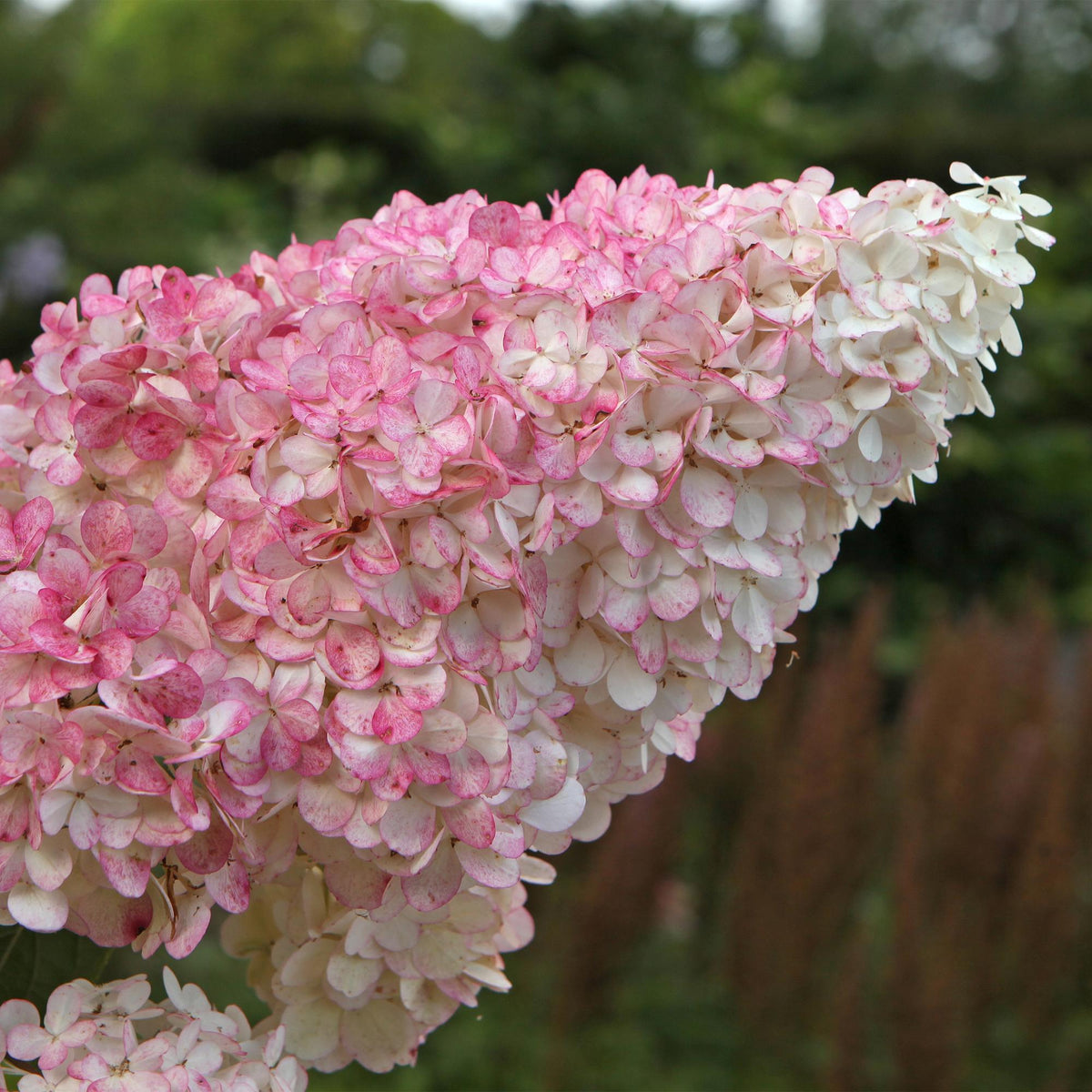 Pluim Hortensia - Hydrangea panniculata Vanille Fraise - Bloem Wit Roze  - 1 Plant - Bladverliezend - Grote Bloemen - Pot 17cm Hoogte 50cm
