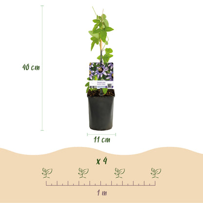 Passiebloem - Passiflora Rainbow  - Bloem Roze Wit Paars Groen - Weinig onderhoud - 4 planten - Pot 11cm Hoogte 40cm